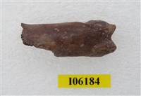 藏品(虎掌骨指骨)的圖片